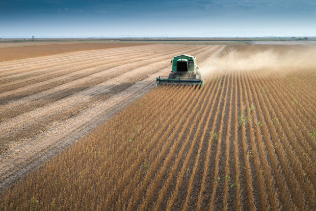Fot. shutterstock IGC prognozuje rekordową światową produkcję soi