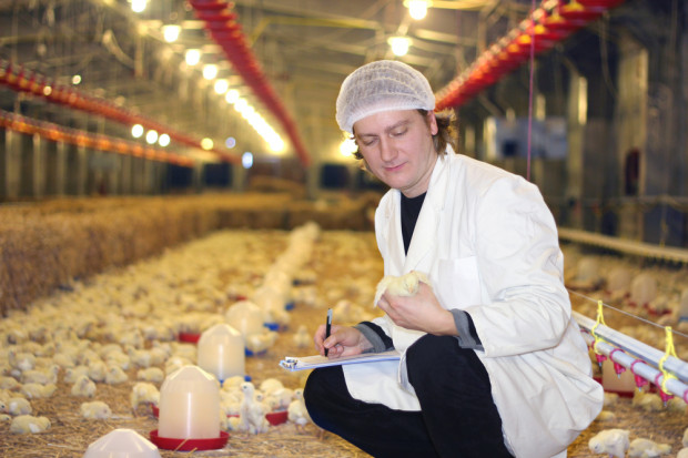 Ministerstwo Środowiska po raz kolejny przymierza się do złożenia projektu tzw. ustawy odorowej, fot. shutterstock Producenci drobiu protestują przeciwko ustawie antyodorowej