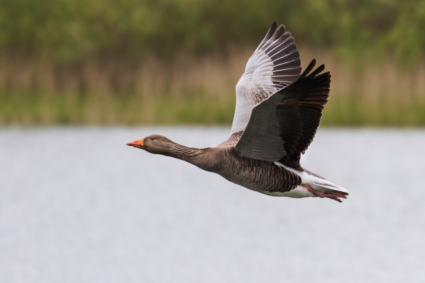 fot. Shutterstock Coraz więcej oznak wiosny w Ujściu Warty