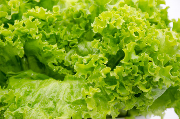 fot. shutterstock Powstaje komercyjna farma wertykalna do uprawy sałaty bez użycia pestycydów