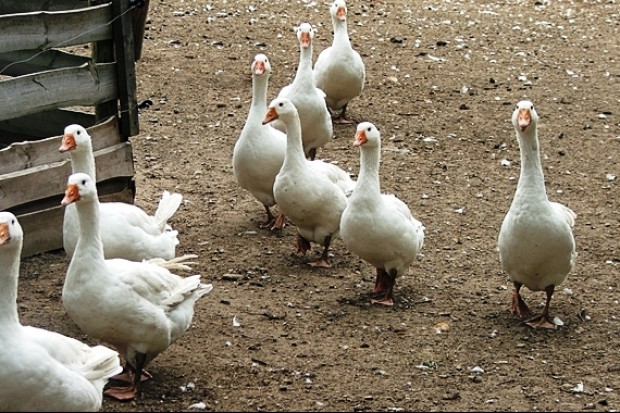 fot. MRiRW Bioasekuracja kluczem do rozwiązania problemu z ptasią grypą w Polsce