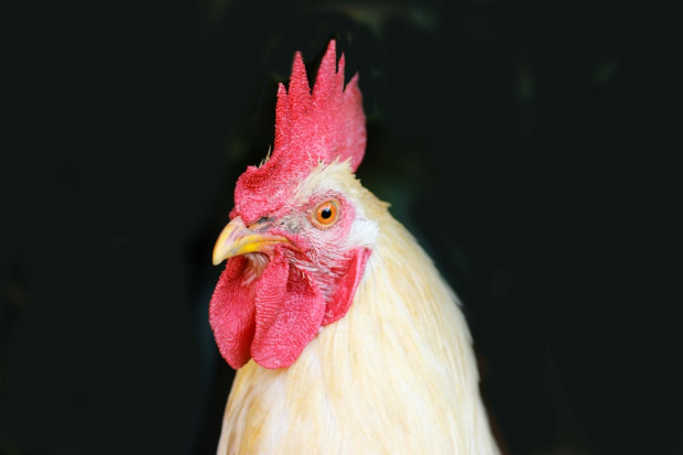 fot. shutterstock Ptasia grypa powróciła do USA po dwóch latach przerwy