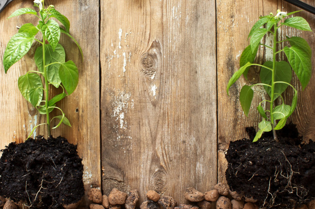 fot. shutterstock Fructoplant: Elegancko zapakowane drzewka, np. jabłoń, to dobry prezent