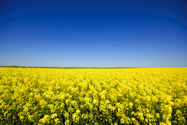 Fot. shutterstock Credit Agricole: Ceny rzepaku w trendzie wzrostowym