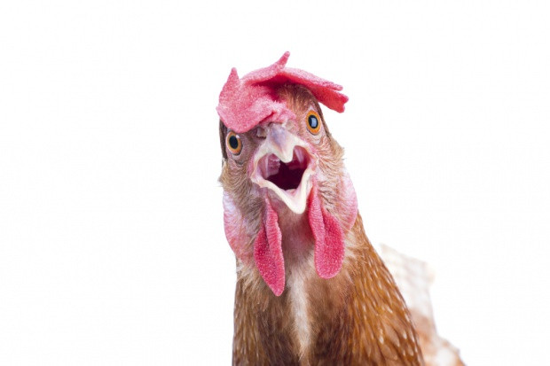 fot. shutterstock Branża drobiarska: musimy uporać się z ptasią grypą