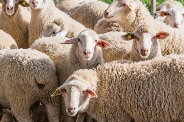 fot. shutterstock Duże zainteresowanie kursem na baców i juhasów. Wśród kandydatów pracownicy biur