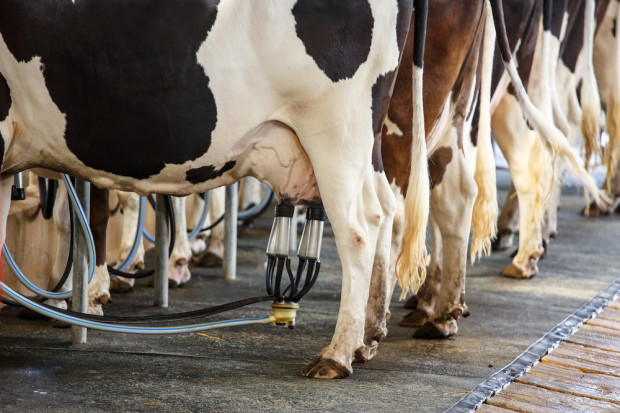 Fot. shutterstock Komisja rolnictwa: Z produkcji mleka nie powinny wypadać małe gospodarstwa