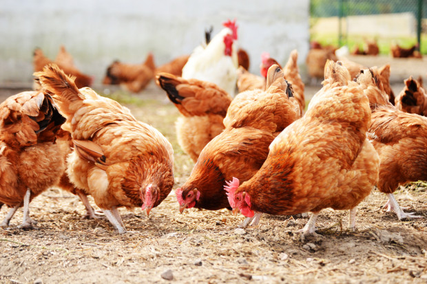 fot. shutterstock MRiRW chce złagodzić przepisy dotyczące bioasekuracji