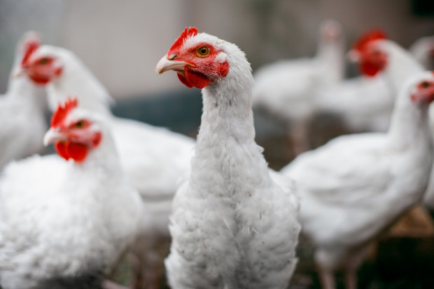 fot. shutterstock KIPDiP prognozuje spadek cen brojlerów w kwietniu