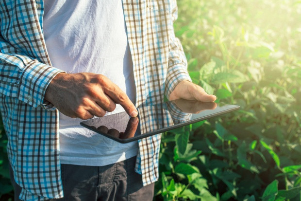Fot. shutterstock PSL przygotowuje projekt ustawy dot. pracy sezonowej w rolnictwie, ogrodnictwie i leśnictwie