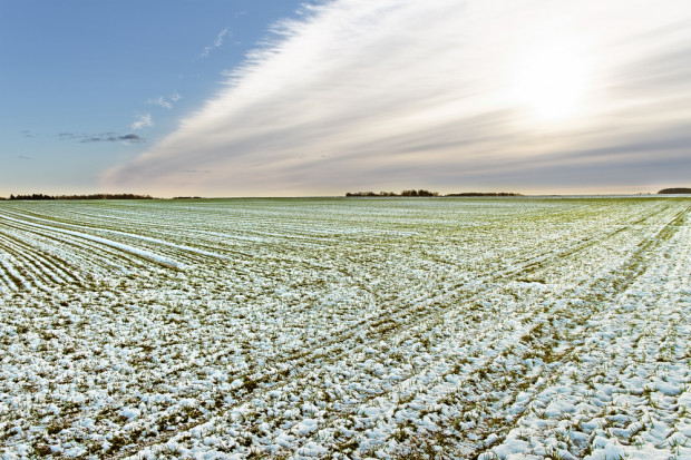fot. shutterstock Nagły powrót zimy może zagrozić uprawom