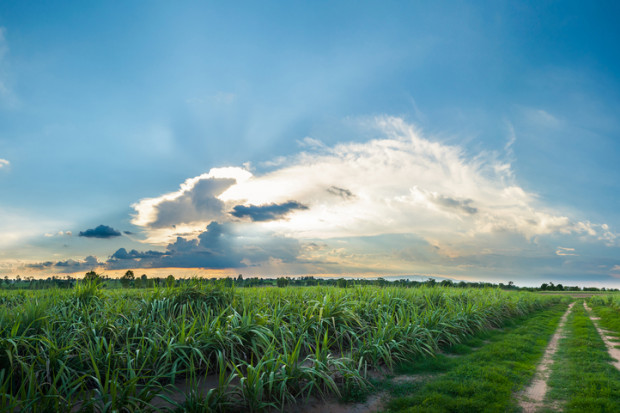 fot. shutterstock Portugalia zanotowała rekordową produkcją trzciny cukrowej