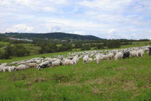 Fot. shutterstock W Bieszczadach i w Beskidzie Niskim zakończył się redyk owiec
