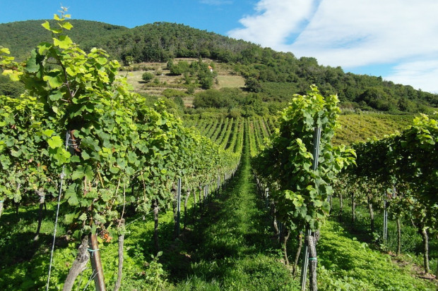 fot. pixabay.com Przez mrozy właściciele winnic w Bordeaux stracili połowę zbiorów