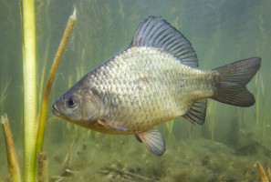 Fot. shutterstock Ekolodzy: Standardy ochrony karpia mogą zostać obniżone