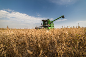 Uprawa soi. Fot. shutterstock Wzrosła światowa powierzchnia upraw GMO