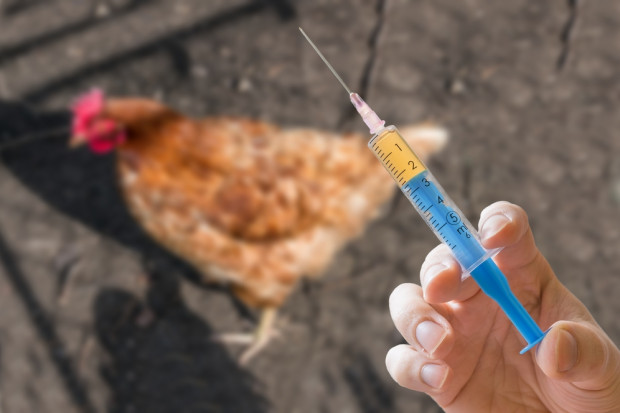 fot. shutterstock USA: Zaprzestanie stosowania antybiotyków u drobiu pod znakiem zapytania