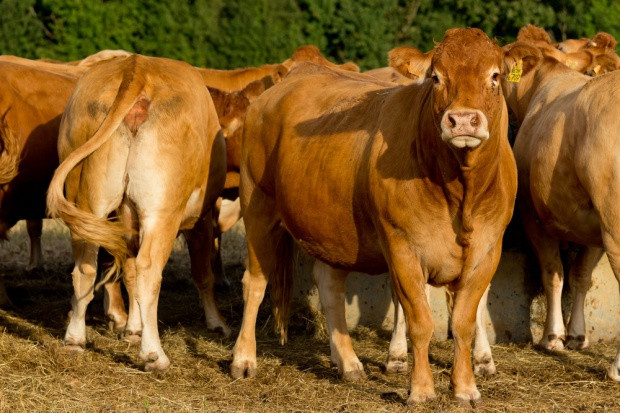 Fot. Shutterstock Polska uzyskała status kraju wolnego od BSE