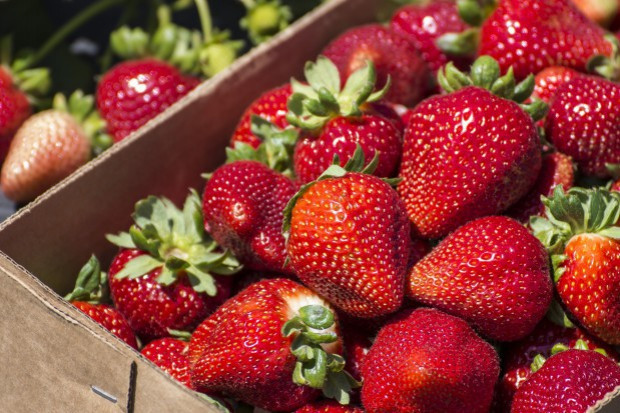 fot. shutterstock W Bielinach w niedzielę obchodzony jest 20. Dzień Świętokrzyskiej Truskawki