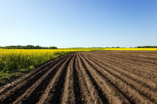 fot. shutterstock Raport IERiGŻ: Koniunktura w rolnictwie