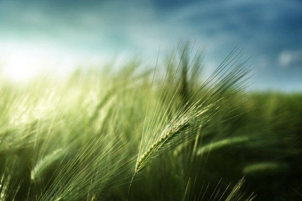 fot. shutterstock.com Naukowcy z UŚ uzyskali jęczmień dobrze znoszący suszę