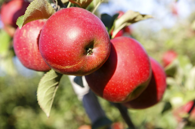 fot. shutterstock.com Rynek jabłek w Polsce: Rośnie produkcja, spada spożycie
