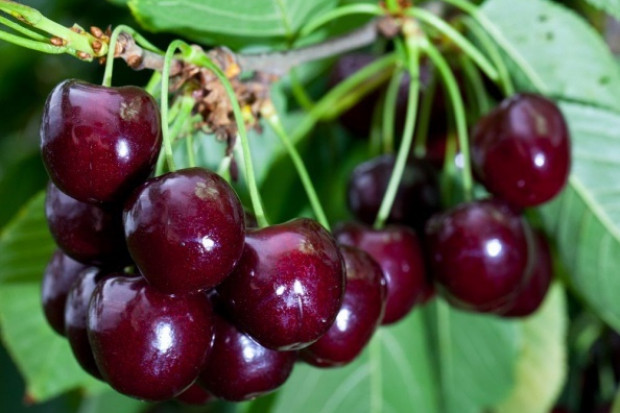 fot. shutterstock Na rynku są już pierwsze krajowe czereśnie. Ceny dochodzą do 18 zł/kg