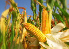 fot. shutterstock Szwajcarski producent GMO ma zapłacić 218 mln dol. kary