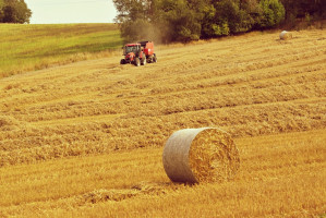 Fot. shutterstock W woj. podkarpackim ma powstać strategia rozwoju rolnictwa i obszarów wiejskich