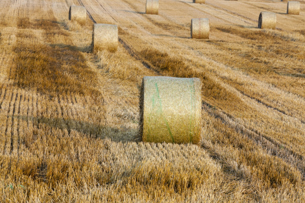 fot. shutterstock W Rosji zebrano ponad 22 mln ton zbóż