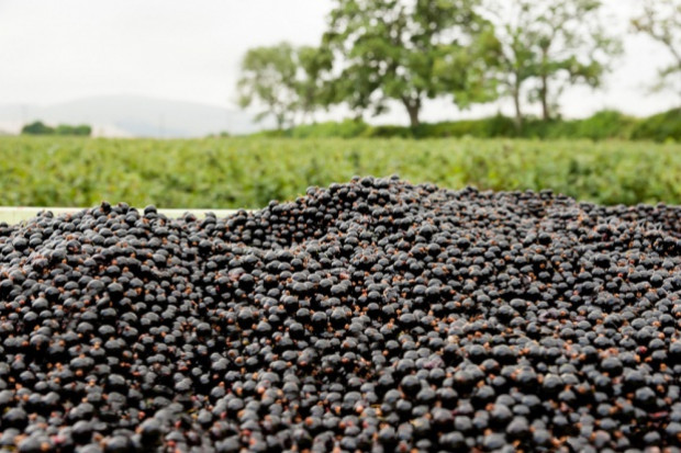 fot. shutterstock Trudny sezon dla producentów czarnej porzeczki