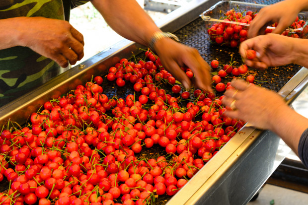 Fot. shutterstock Przetwórstwo owocowo-warzywne i gastronomia z miejscami pracy dla Ukraińców
