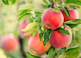 fot. shutterstock Pełny efekt niższych zbiorów owoców zobaczymy na przełomie III i IV kwartału