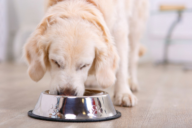 fot. shutterstock Nestlé Purina pozwala pracownikom biura w Warszawie przychodzić z psami