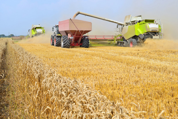 Fot. shutterstock KFPZ: Opóźnienia w żniwach na północy kraju