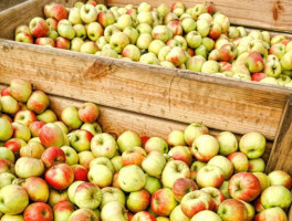 fot. shutterstock.com Skup jabłek przemysłowych: Wysokie ceny mogą doprowadzić do załamania rynku