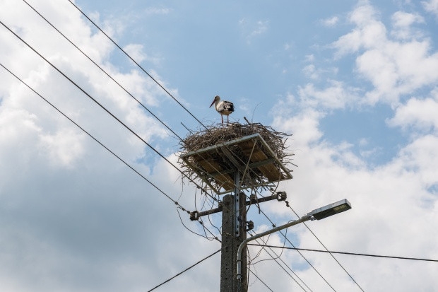 Fot. Shutterstock Bociany sejmikują; wkrótce odlecą