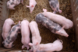 Fot. Fotolia Większe środki na program bioasekuracji