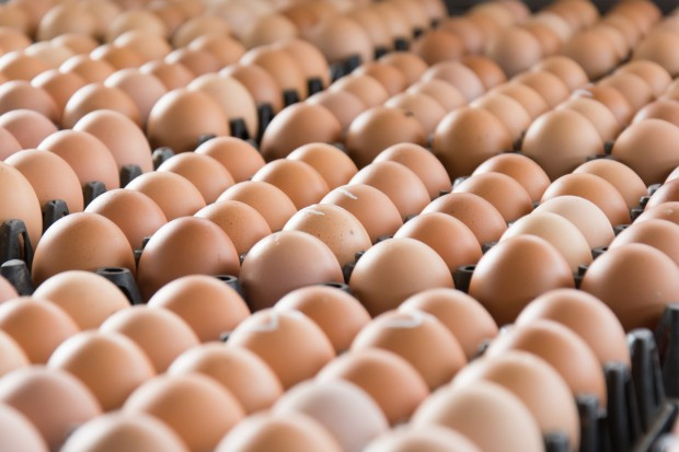 Czy polscy producenci jaj skorzystają na „aferze fipronilowej”? - analiza