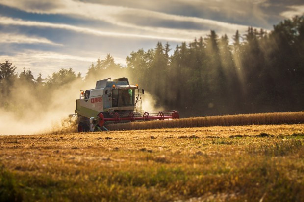 fot. pixabay.com USDA: Produkcja zbóż w sezonie 2017/2018 w Polsce wyniesie 31,9 mln ton