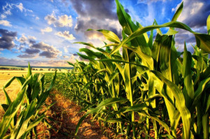 Fot. Shutterstock Izba Zbożowo-Paszowa: drożeją zboża paszowe