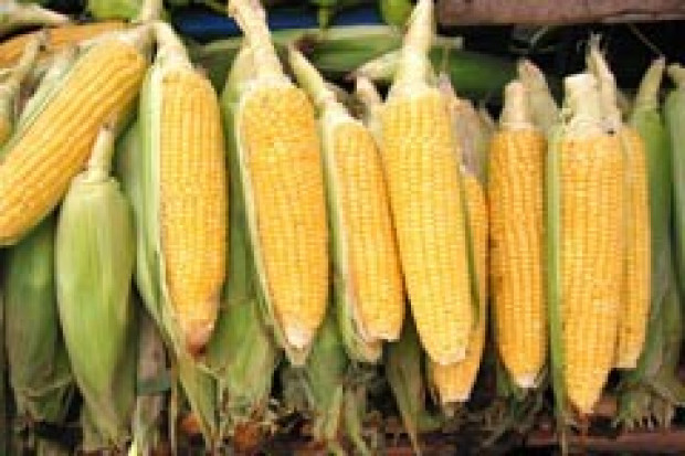 Francja: uprawy kukurydzy GMO MON 810 nie będzie