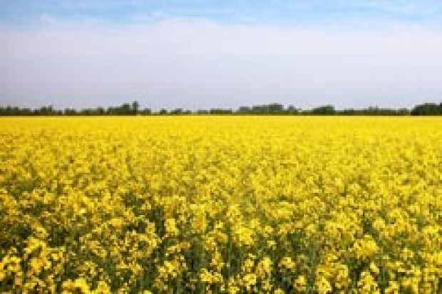 Unijny cel zużycia biopaliw do 2020 r. zostanie zmniejszony?