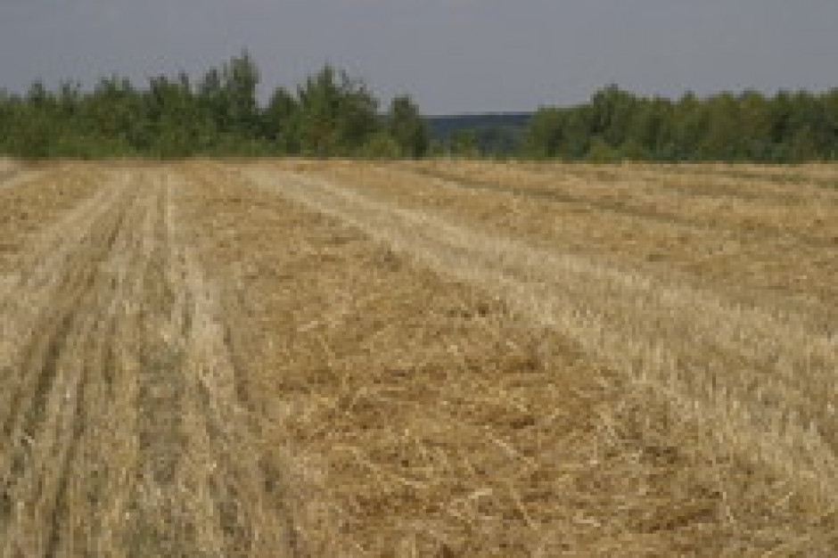 100 mln ton zbóż z Rosji, Ukrainy i Kazachstanu