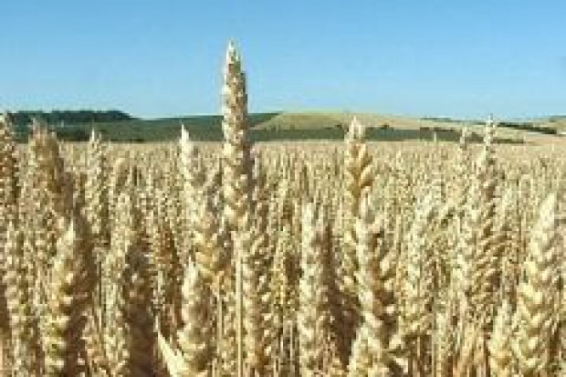 IERiGŻ: dobre prognozy dla producentów pasz