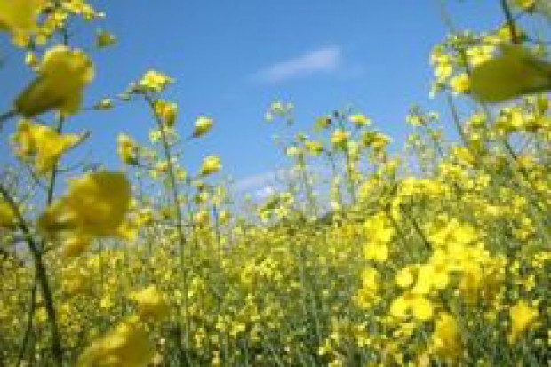 UE zastanawia się nad przyszłością biopaliw