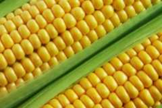 Rozwój produkcji bioetanolu podstawową przyczyną wzrostu cen żywności