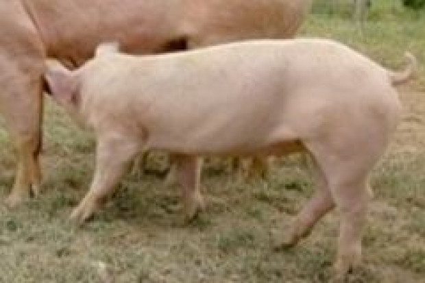Sprzedaż polskich tuczników do Chin coraz bardziej realna