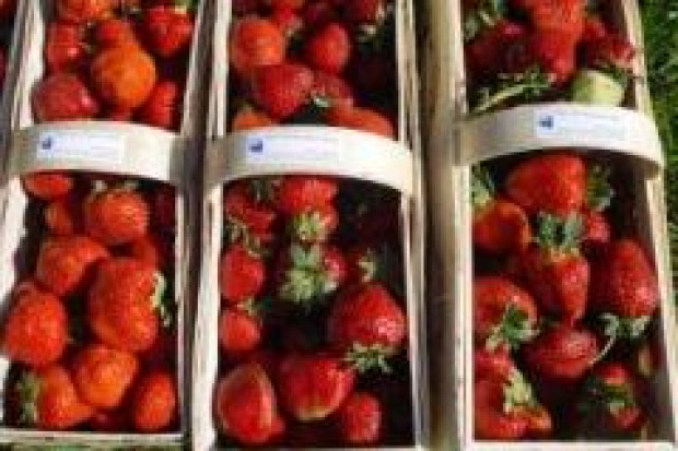 fot.: www.truskawki.com.pl Na plantacjach truskawek brak pracowników