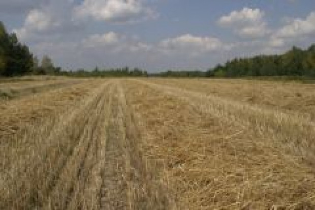 KIG: zakaz GMO wyeliminuje polskich producentów z rynku żywności